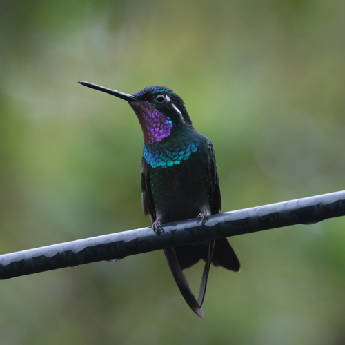 Purple-throated Mountain-gem